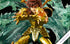 SAINT SEIYA LIBRA DOHKO TRANSPARENT DRAGONS VERSION 1/6 SCALE STATUE