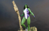 SHE-HULK 1/4 SCALE STATUE