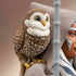 Star Wars Rebels Bust 1/6 Ahsoka Tano 15 cm