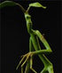 Fantastic Beasts Statue Pickett 27 cm