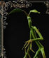 Fantastic Beasts Statue Pickett 27 cm