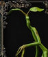 Fantastic Beasts Statue Pickett 27 cm