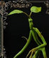 Fantastic Beasts Statue Pickett 27 cm