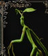 Fantastic Beasts Statue Pickett 27 cm