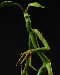Fantastic Beasts Statue Pickett 27 cm