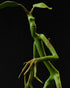 Fantastic Beasts Statue Pickett 27 cm