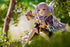 Princess Connect! Re:Dive PVC Statue 1/7 Kyoka 13 cm